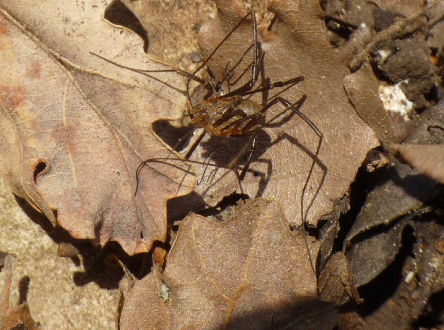 Opilio sp. medio piccolo da Tolfa (RM)